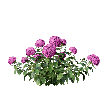 Shrub Hydrangea macrophylla 03