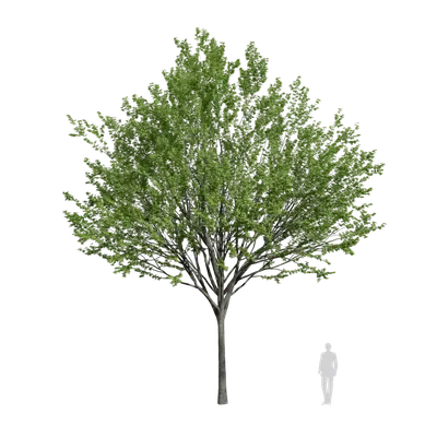 Zelkova serrata 10 3d model