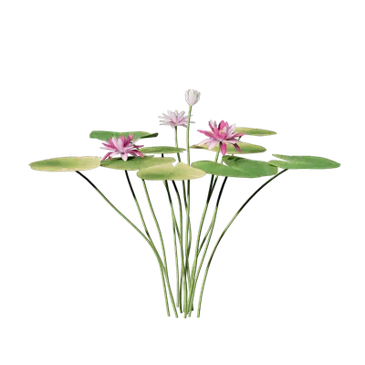 Nymphaea tetragona 03
