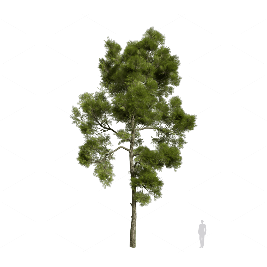 Trees 3D Models