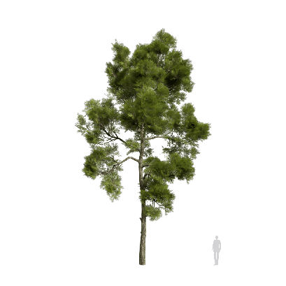 Coniferous Tree Pinus halepensis 03