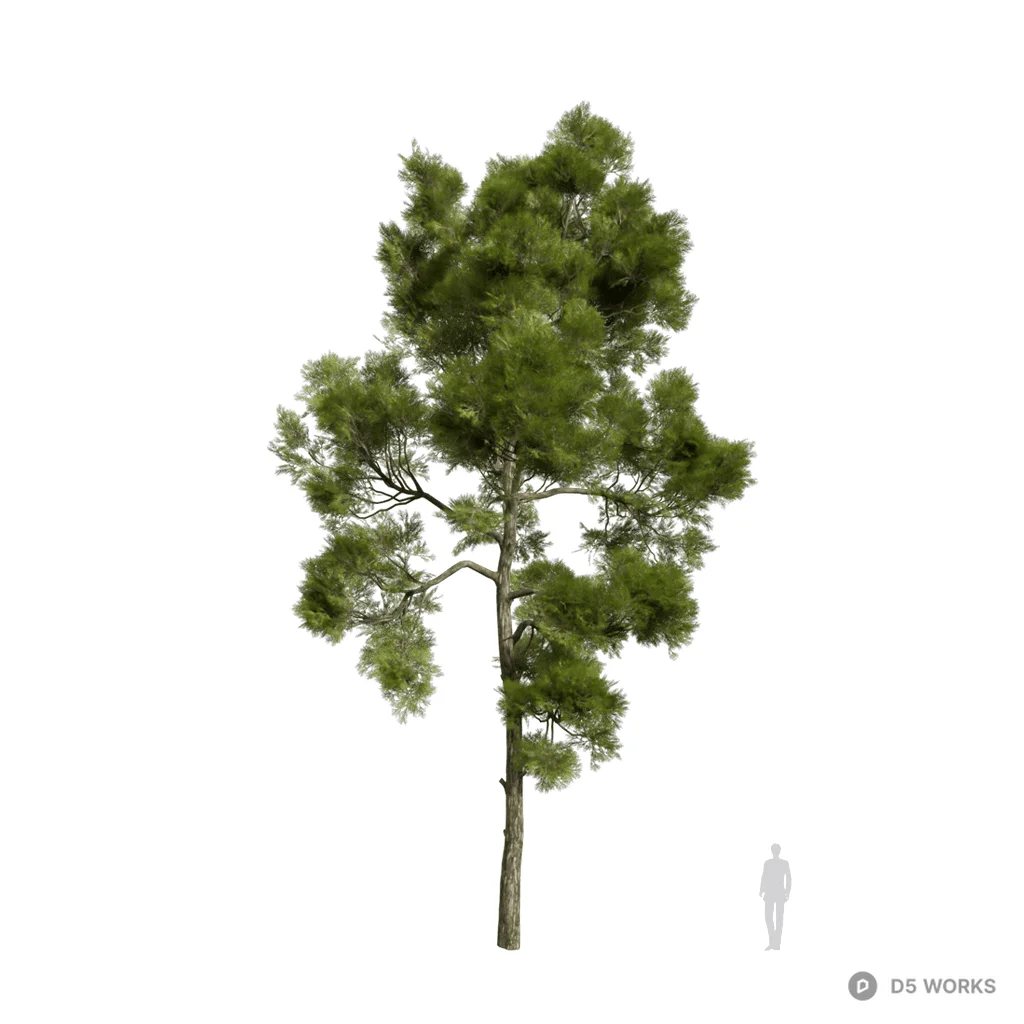 Pinus halepensis 03 3d model - Image 1