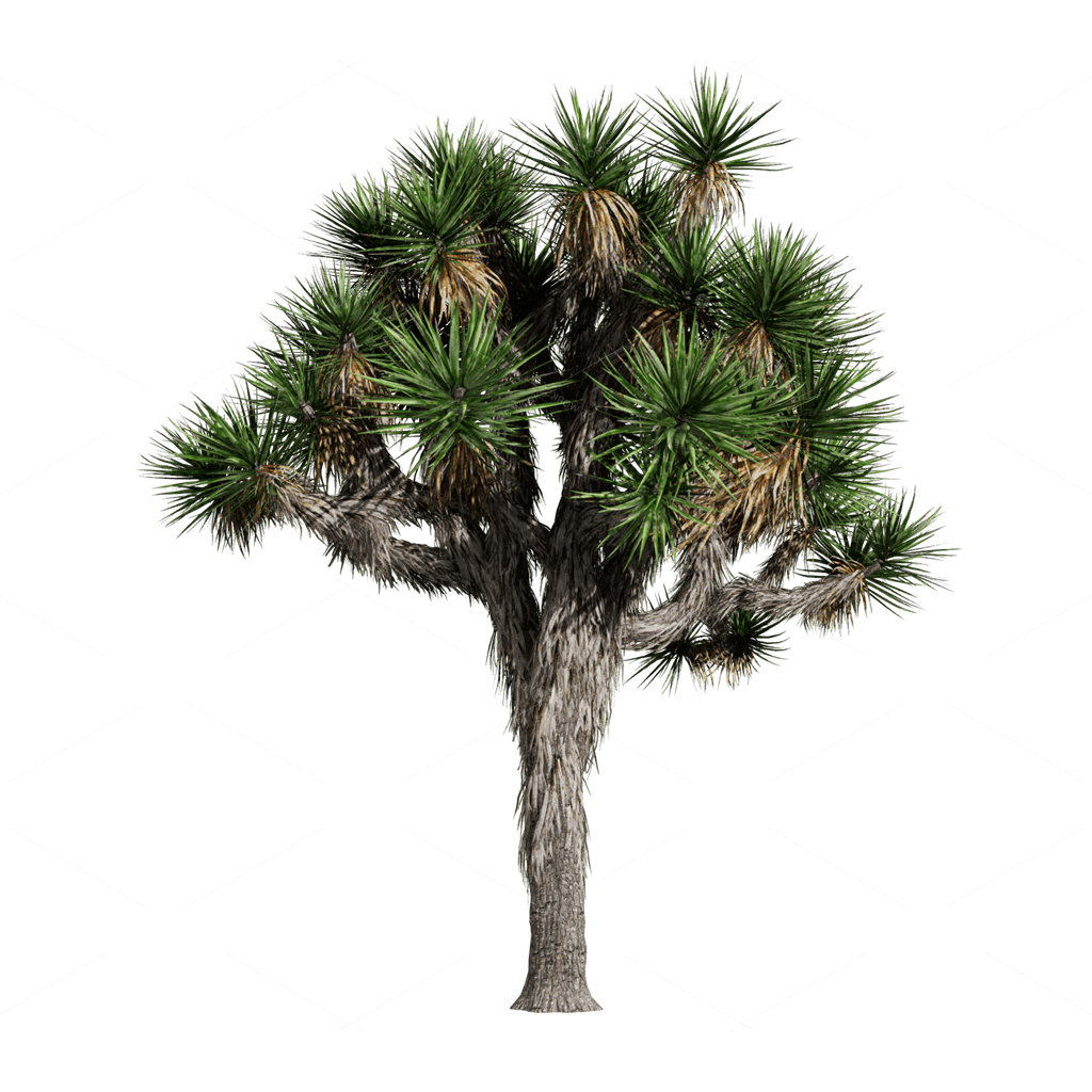 Xerophyte Plants 3D Models