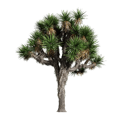 Xerophytes Yucca brevifolia 01