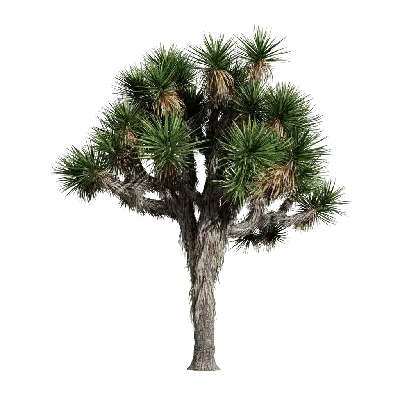 Yucca brevifolia 01