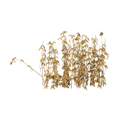 Crops Glycine max 09