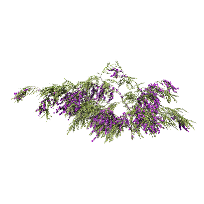 Climbing Plants Bougainvillea glabra 01
