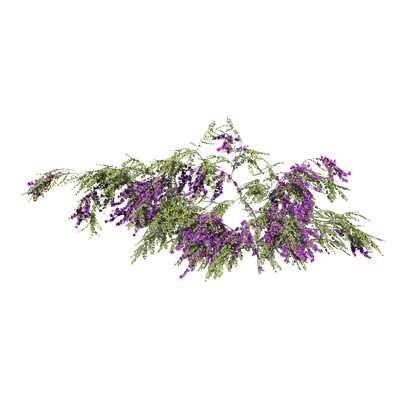 Bougainvillea glabra 01