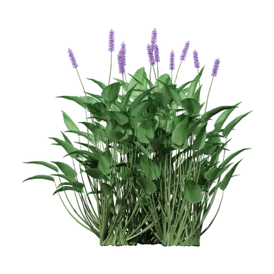 Pontederia cordata 01