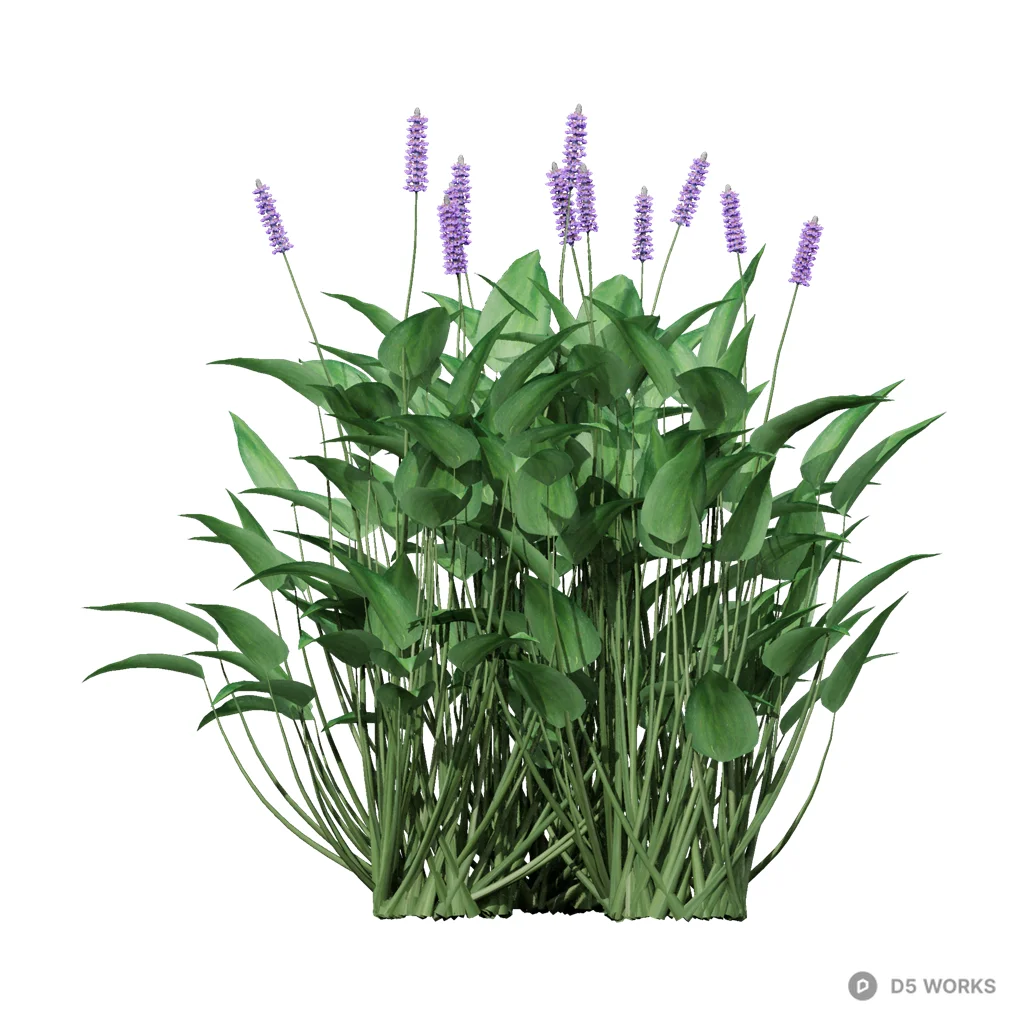 Pontederia cordata 01 3d model - Image 1