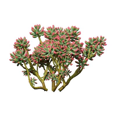 Sedum pachyphyllum 03