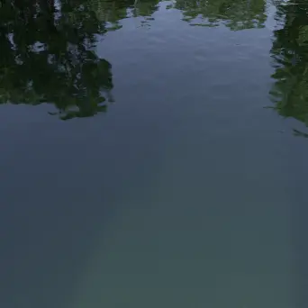 Dark green pool water