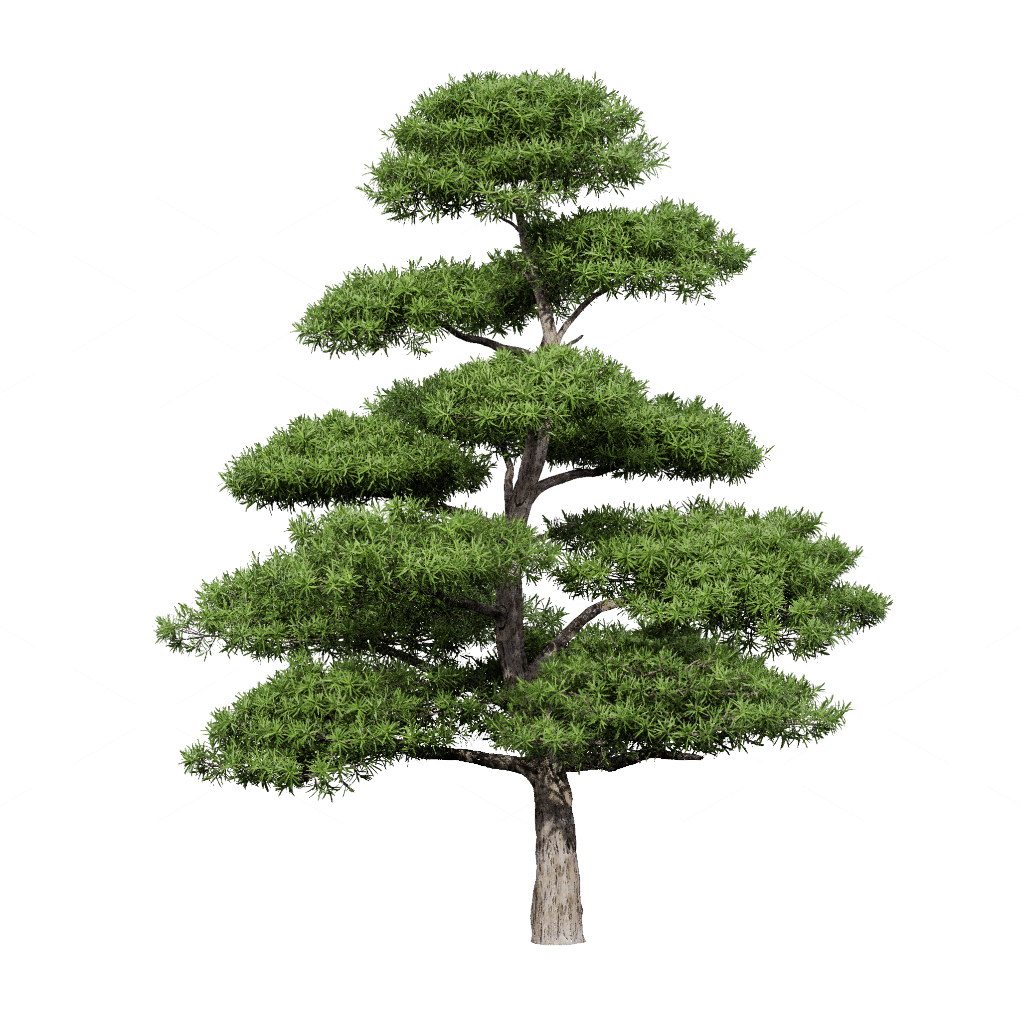 Trees 3D Models