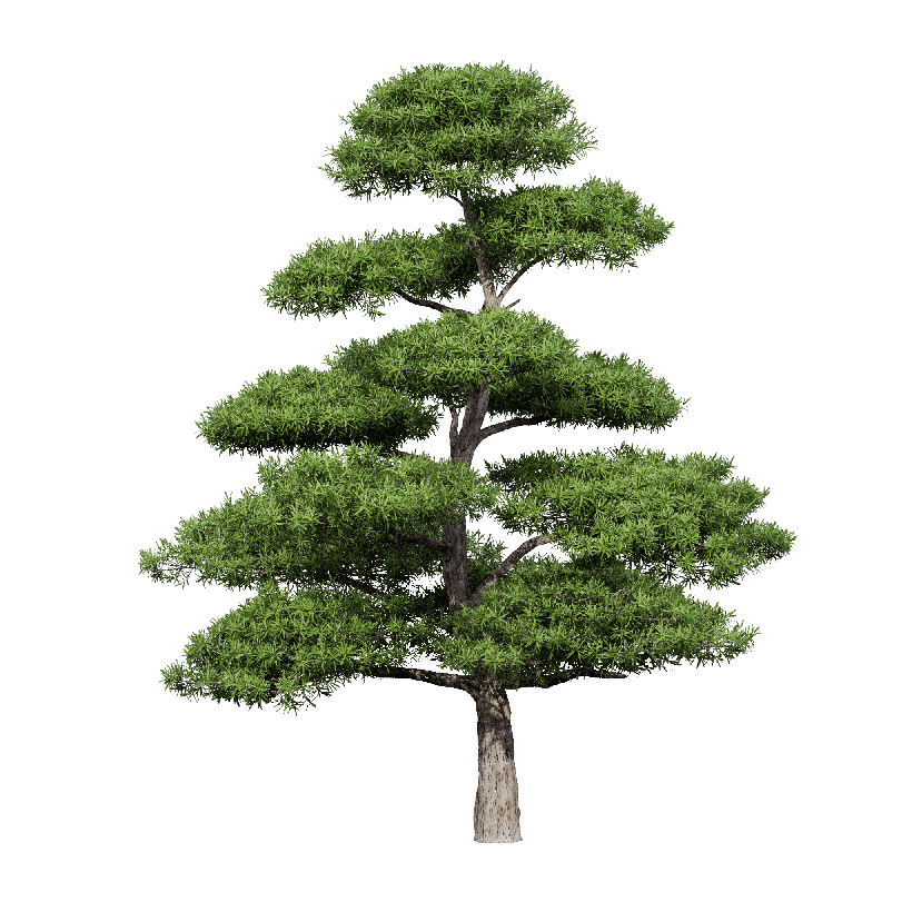 Coniferous Tree Podocarpus macrophyllus 18