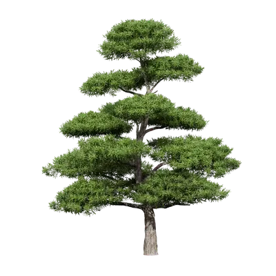 Podocarpus macrophyllus 18 3d model