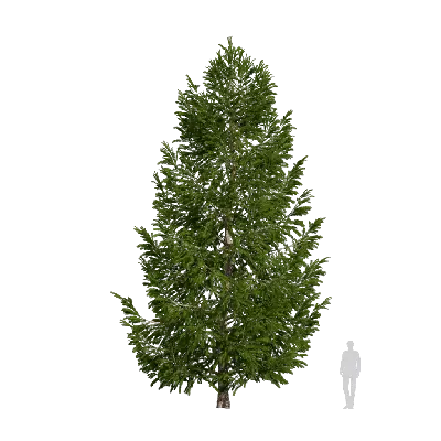 Picea asperata Mast 09 3d model