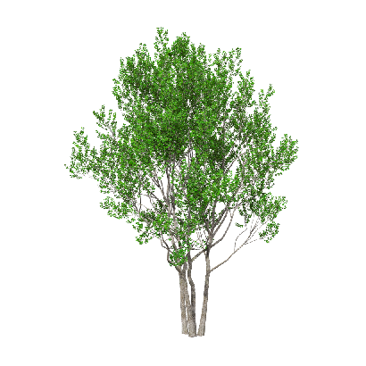 Broadleaf Tree Sapium sebiferum bush 11 