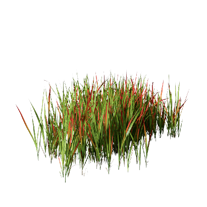 Grass Imperata cylindrical rubra 06