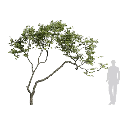 Miscellaneous trees 09