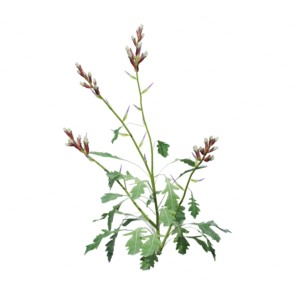 Crops 3D Models