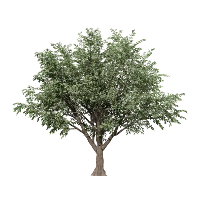 Ficus virens 02 3d model