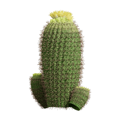 Xerophytes Echinopsis tubiflora 01