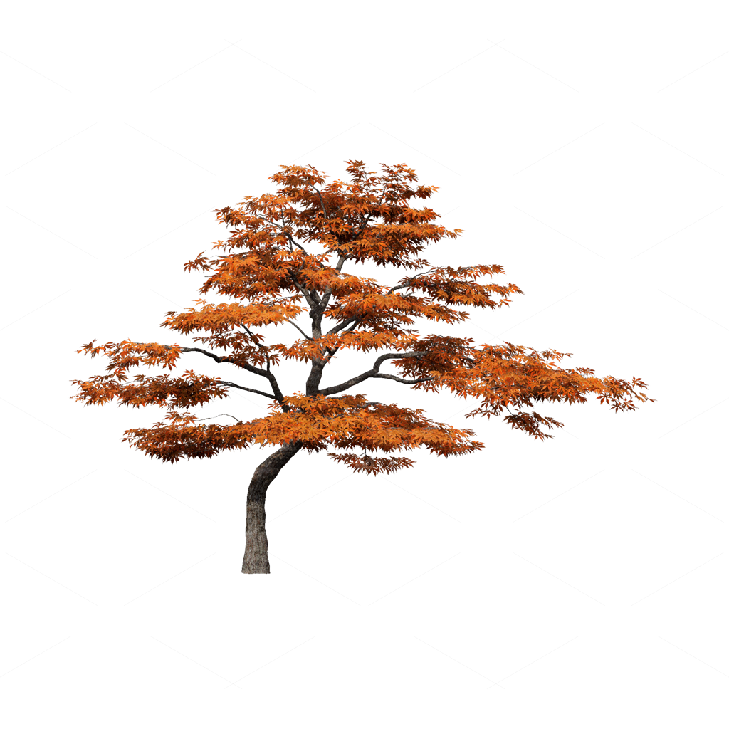 Trees 3D Models