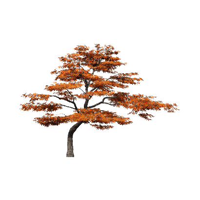 Broadleaf Tree Acer palmatum Atropurpureum 03