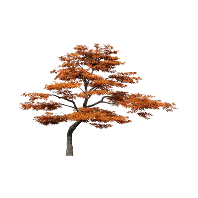 Acer palmatum Atropurpureum 03