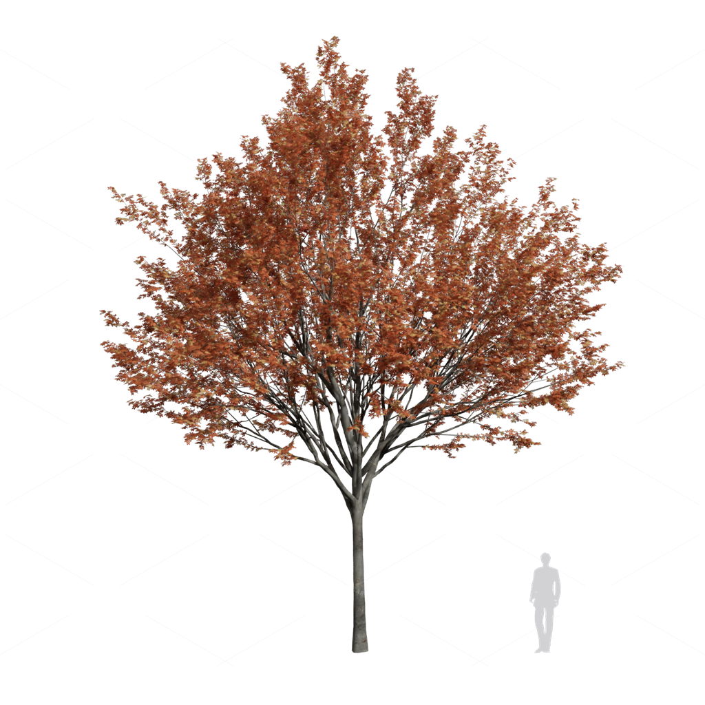 Trees 3D Models