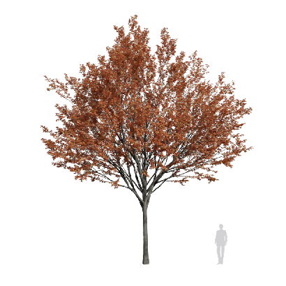 Broadleaf Tree Zelkova serrata 12 