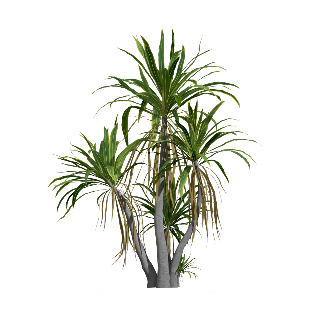 Xerophyte Plants 3D Models