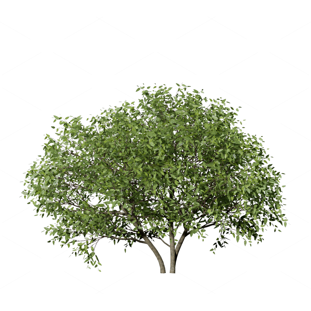 Shrubs 3D Models