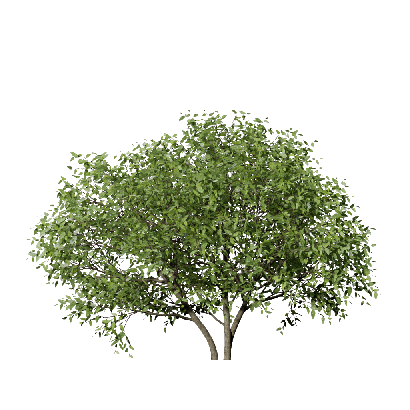 Shrub Lonicera maacki  06