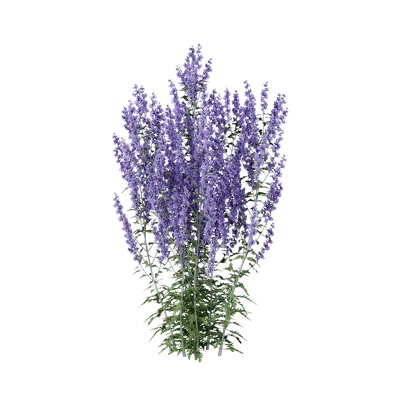 Perovskia atriplicifolia 01