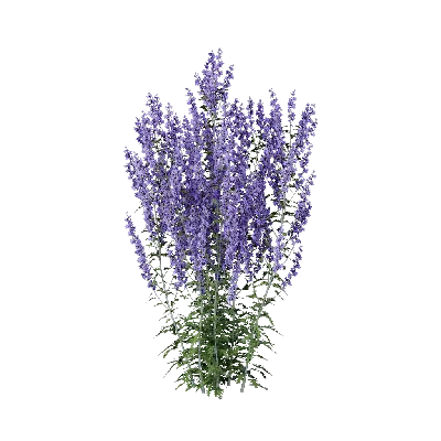 Perovskia atriplicifolia 01