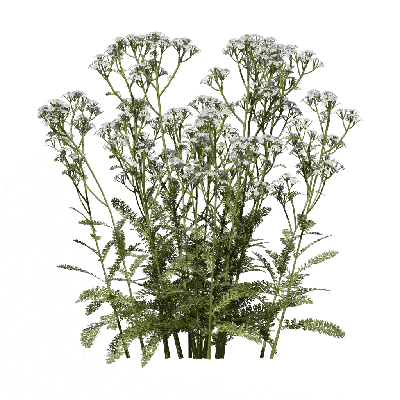 Achillea millefolium 03