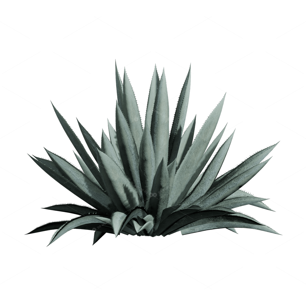Xerophyte Plants 3D Models