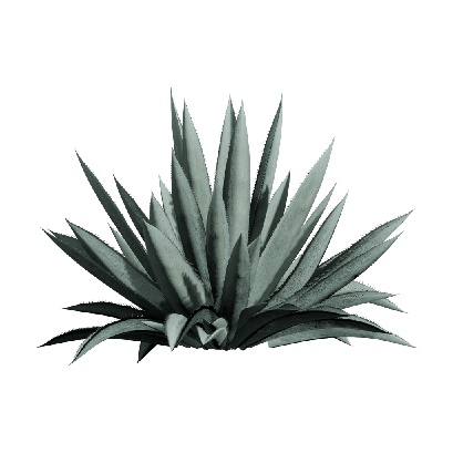 Xerophytes Agave americana 08