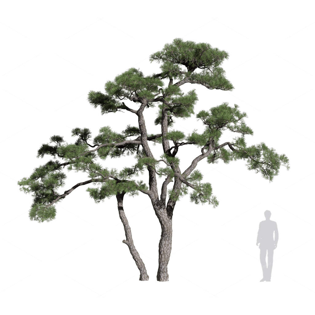 Trees 3D Models