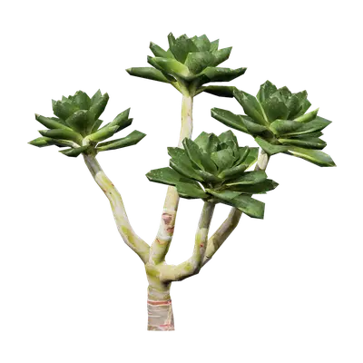 Aeonium aureum 04