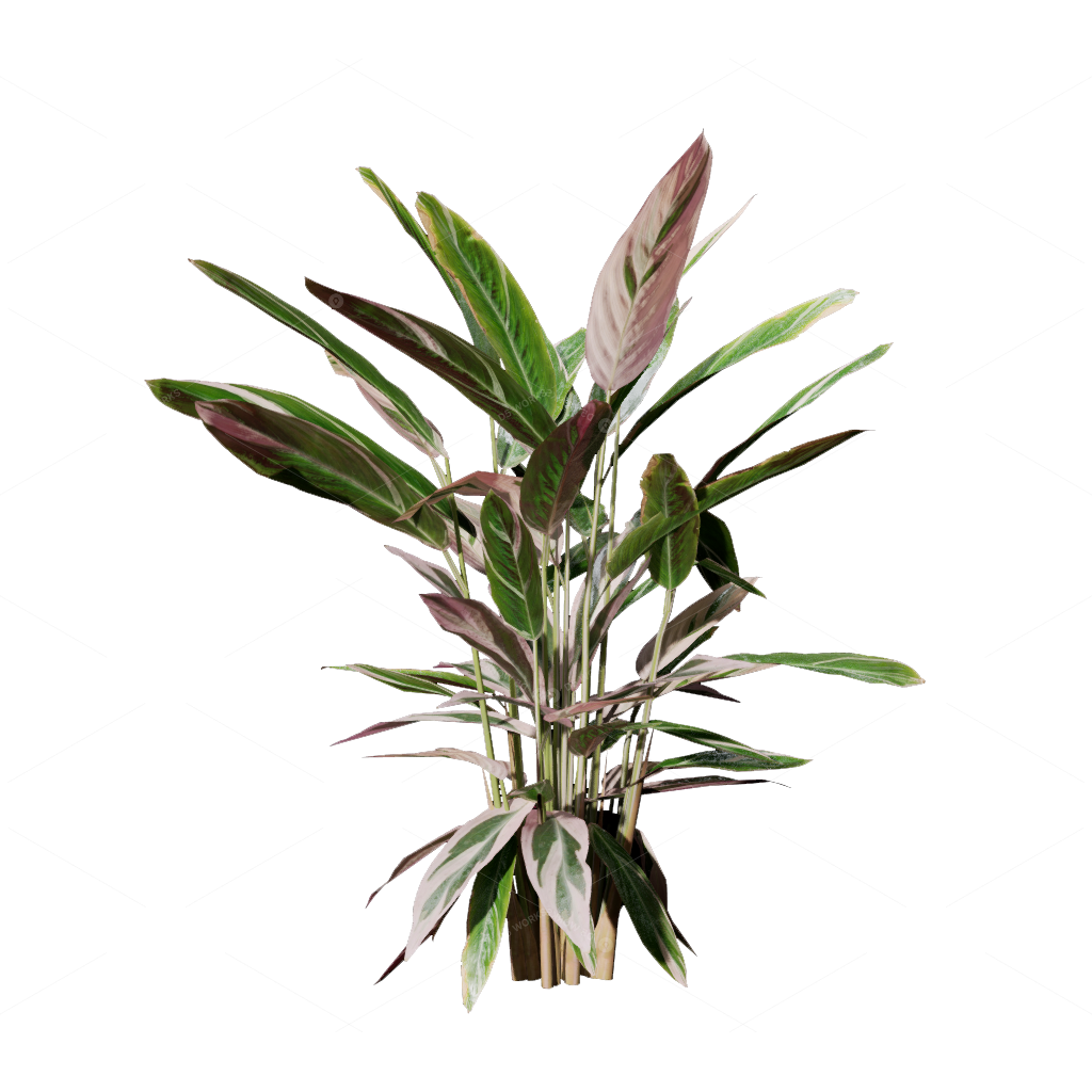 Flowers 3D Models
