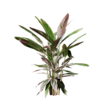 Grass Calathea stromanthe Triostar 04