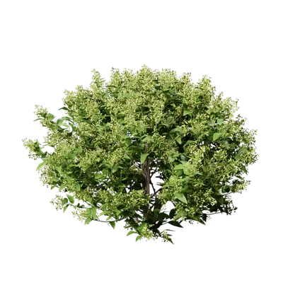 Telosma cordata 02 3d model