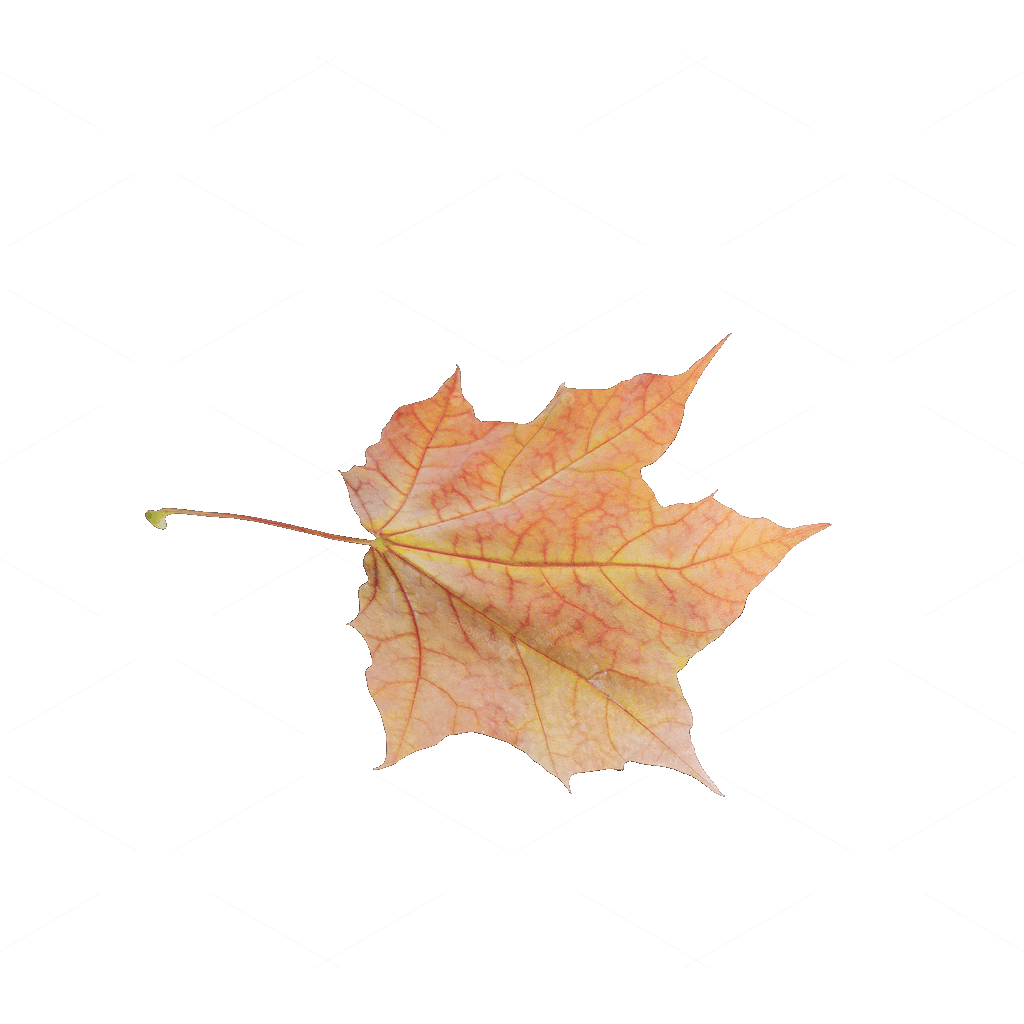Other Botanicals 3D Models