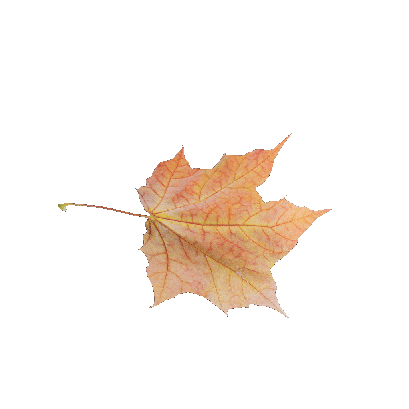 Other Plants Maple Leaf 46 
