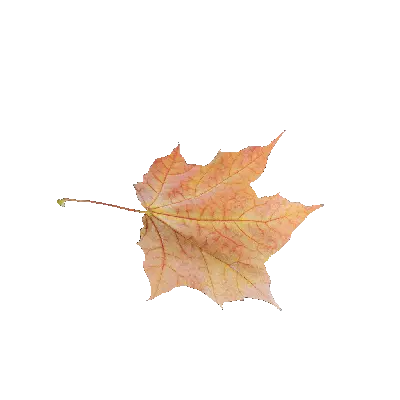 Maple Leaf 46