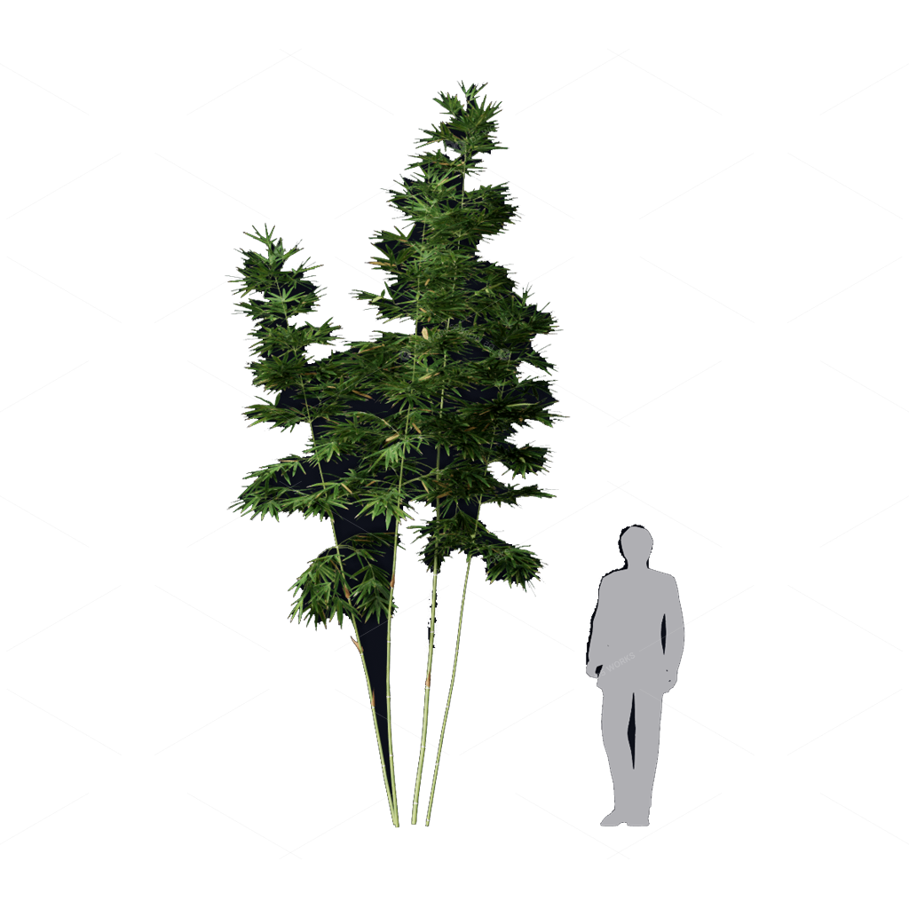 Other Botanicals 3D Models