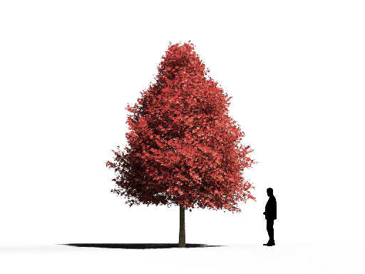 Modern Coniferous Tree