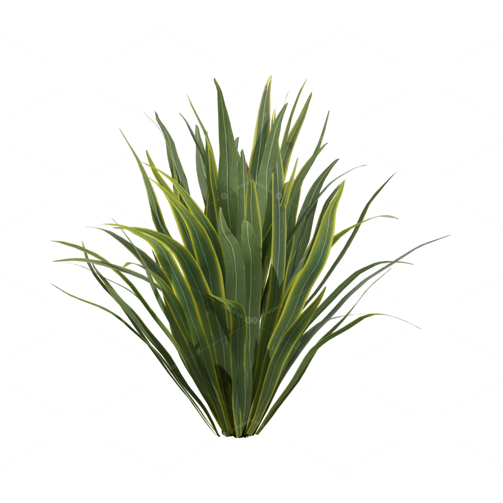 Xerophyte Plants 3D Models